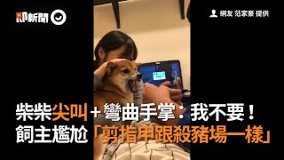 柴柴尖叫+彎曲手掌：我不要！飼主尷尬剪指甲像殺豬場｜寵物｜狗｜柴犬