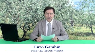 Periodico olivo 23 giugno 2023