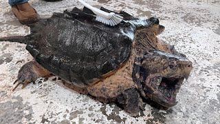 Polish the shell of alligator snapping turtle covered with moss!