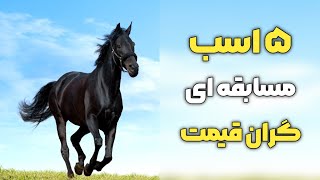 گرانترین اسب های دنیا | گرانترین اسب های دنسر و مسابقه ای که جوایز زیادی دارند و قیمتی تیلیاردی دارن