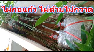 ไผ่กอแก้ว ไผ่ด้ามไม้กวาดชุดนี้จัดส่งกรุงเทพ นำไปปลูกที่ ปราจีนบุรี