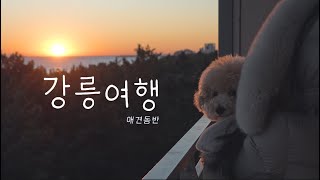 [Vlog] 강아지동반 여행의 성지 강릉 2박3일 Best 9 ☀️ (세인트존스호텔, 이엠스튜디오, 메밀골동해막국수, 하늘목장, 선호라면, 이진리, 농촌순두부,교동반점,송어의집)