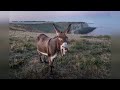 best 1 hours of donkey sounds crazy donkeys