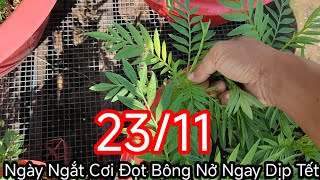 Cắt Cơi Đọt Bông Vạn Thọ Nở Ngay Dịp Tết 2025