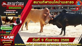 #ถ่ายทอดสดวัวชน #สนามชนโคบ้านเสาธง วันที่ 9 กันยนยน 2566 #ถ่ายทอดสดวัวชนวันนี้ #วัวชนสด #วัวชน