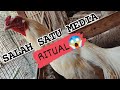 Ayam yg banyak sejarah PUTIH TEMBUS- hati² dengan ayam ini sebaiknya jagan untuk di adu.