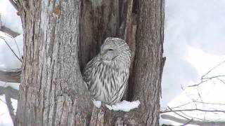 2011年12月　積雪の林のエゾフクロウ 2 A lovely owl