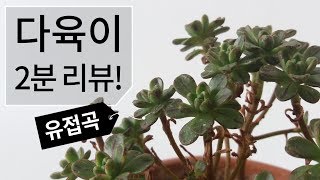 다육이 2분 리뷰! 유접곡(에오니움속) 키우기 succulent(Aeonium arnoldii) 188화 #해맑은TV