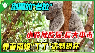 小時候吃屎，長大吃毒！倒霉的“考拉”，要不是因為有兩根“丁丁”，真的活不到現在！