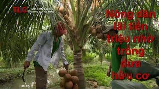 Nông dân lãi tiền triệu nhờ trồng dừa hữu cơ