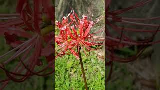 彼岸花（別名:紅花石蒜。莖葉有毒。草藥。慎用。鱗莖：解熱、催吐。）--2023.09.29.台北植物園