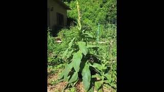 Verbascum thapsus, Common Mullein