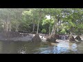 （手付かずの大自然に感動！）仲間川マングローブクルーズに参加して来ました！ mangrove cruise at nakama river