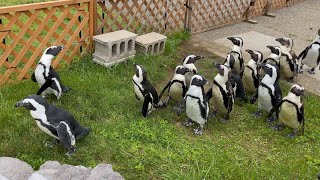 2021/06/27 ケープペンギン朝の給餌@名古屋港水族館