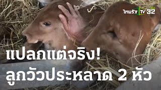 แปลกแต่จริง! ลูกวัวประหลาด 2 หัว | 28 ม.ค. 67 | ไทยรัฐทันข่าว