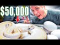 Collecting $50,000 Worth Of Snake Eggs