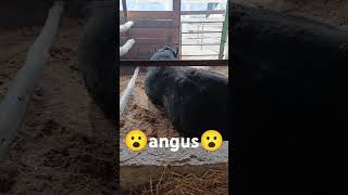 aberdin angus#chorva#angus#farming #smental#greford wow🤬🤬🤬😡😡😡😡😡😡👍1 tonna 300 kiloli angus