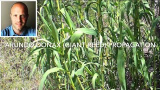 Giant Reed (Arundo donax) propagation