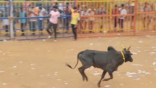 ✨கூலமேடு ஜல்லிக்கட்டு ஆத்தூர்👑 #jallikattu #pongal #salem #ஆத்தூர் #koolamedu