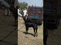 Full Black Mix Breed Goat At Gandhi Nagar Bakra Mandi 2024