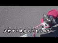 小型犬のお散歩　吠えない練習　【犬の散歩】ミニチュアシュナウザーのお散歩　人や犬に吠えるのを直したいの。