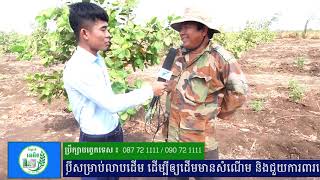 ជីធម្មជាតិ អេអិន | កិច្ចសម្ភាសន៍កសិករដាំដំណាំស្វាយចន្ទី