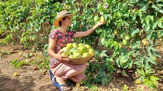 Brazilian passion fruit harvest routine - ब्राजील के जुनून फल फसल दिनचर्या - Brazilian Cleide