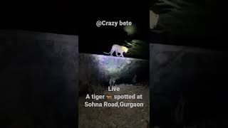 Leopard aa gaya #live #leopard #tiger #gurgaon #shorts