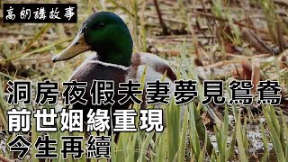 民間故事：洞房夜假夫妻夢見鴛鴦，前世姻緣重現，今生再續｜高朗講故事