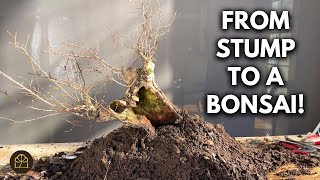 Bonsai Transformation: Air-Layered Stump to Interesting Bonsai!