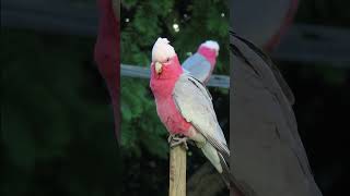 Galah (Rose-Breasted) Cockatoo Stretching on the stick #cockatoo #parrot