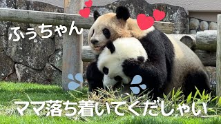 ママの愛が溢れすぎて..娘タジタジw今日はママが甘えん坊❤パンダの親子 良浜＆楓浜🐼