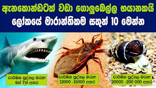 ලෝකයේ මාරාන්තිකම සතුන් 10 : Top 10 Most Dangerous Animals in the World