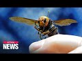 Asian giant hornet found in Washington State, putting U.S. on alert