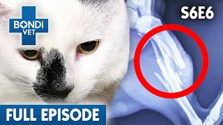 Lost Cat Returns Home with a Shattered Leg 😿 | Bondi Vet Season 6 Ep6 | Bondi Vet Full Episodes