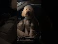 미용해서 이마 생긴 금동이🤍 골든두들 short shortsvideo 강아지브이로그 goldendoodle goldenretriever