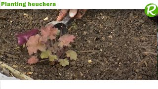 Installing a Heuchera Border in Your Garden