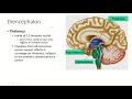 Ch15 Pt5, Brain, Diencephalon