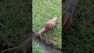 SNAIL (CARACOL) (УЛИТКА) #viralvideo #recommendations # тихоход