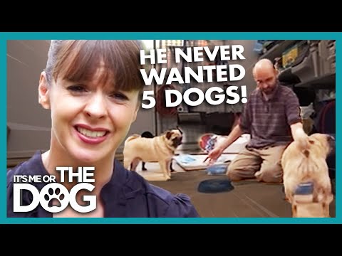 How many dogs should a family have?
