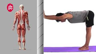 C01W03S32-Salamba Ardha Uttanasana(Half Standing Forward Bend with hands on wall)|خم به جلو با دیوار