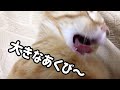 舌を出して寝る猫