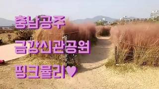 충남공주 금강신관공원 핑크뮬리♥  [아이와 함께가는 여행]