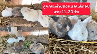 ติดตามพัฒนาการลูกกระต่ายฮอนแลนด์ลอป อายุ 11-20 วัน Baby holland lop