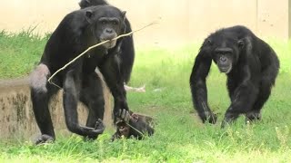 My attempt to Dillnapp!  by Sakura  ディルの誘拐に失敗したわ！サクラ　Chimpanzee  Tama Zoological Park