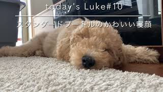 生後4ヶ月スタンダードプードルのかわいい寝顔【today'sLuke#10】