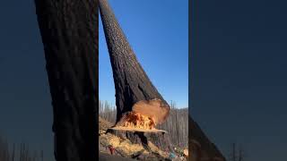 Industrial cutting of giant trees