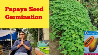 Papaya seed germination// Practical information