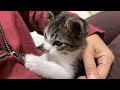 nd442【子猫】もうすぐお別れ。おうち猫修行も終盤。【保護猫】