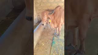 gir cow Porbandar cow best 👑🦅🥰🥰😘 #short#viral video#YouTube short#Porbandar